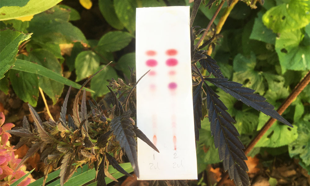 Two different hemp plants, each spot marks a different cannabinoid, possible to identify with tools included in the Cannabinoids Test Kit.