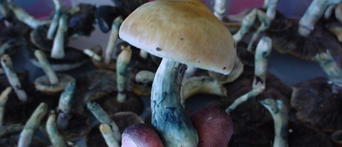 Blue bruising on pyslocybin mushrooms