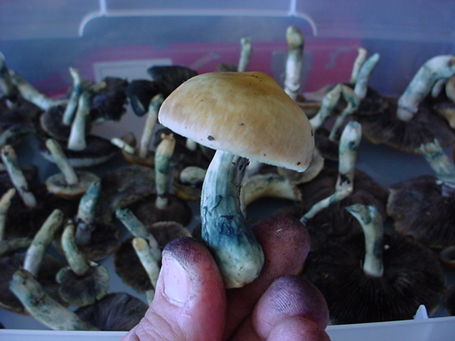 Testing psychedelic mushrooms