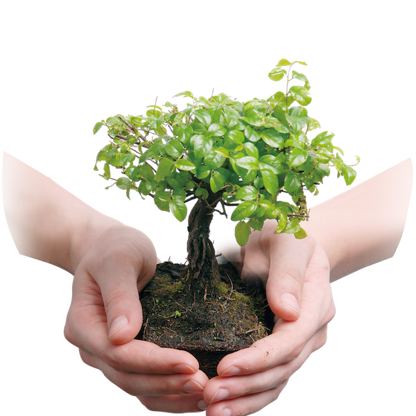Plantar un árbol: compensar emisiones